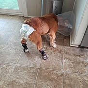 Gizmo joined the competition — help win amazing prizes! animal, brown_fur, companion_animal, cone_collar, diaper, dog, door, flooring, footwear, healing, household, indoor, kitchen, pet_care, protective_gear, recovery, socks, tile_floor, trash_can, wall