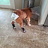 animal, brown_fur, companion_animal, cone_collar, diaper, dog, door, flooring, footwear, healing, household, indoor, kitchen, pet_care, protective_gear, recovery, socks, tile_floor, trash_can, wall