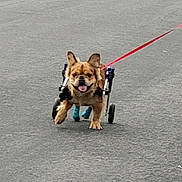 Gizmo is registered to the contest to win money with this photo: dog, wheelchair, leash, pavement, outdoor, animal, pet, happy, tongue_out, ears_up, mobility_aid, canine, walking, four_legs, brown_fur, assistive_device, cute, determined, disabled_dog, active