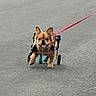 dog, wheelchair, leash, pavement, outdoor, animal, pet, happy, tongue_out, ears_up, mobility_aid, canine, walking, four_legs, brown_fur, assistive_device, cute, determined, disabled_dog, active