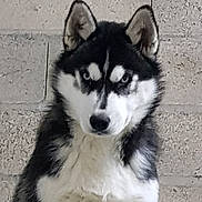 Osso participe au concours pour gagner de l'argent avec cette photo : dog, husky, animal, pet, fur, black_and_white, portrait, canine, ears, face, eyes, muzzle, outdoor, concrete_wall, texture, looking_at_camera, close_up, fluffy, alert, sitting
