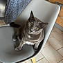 cat, gray_cat, chair, modern_chair, kitchen, floor_tiles, yellow_eyes, pet, domestic_cat, curious, indoor, feline, wooden_legs, household, animal, looking_up, seated, whiskers, tilted_head