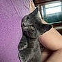 kitten, gray_cat, indoor, purple_blanket, curious, pet, feline, animal, cute, young_cat, lying_down, close_up, soft_fur, resting, domestic_animal, human_limb, cozy, relaxed, bedroom, natural_light