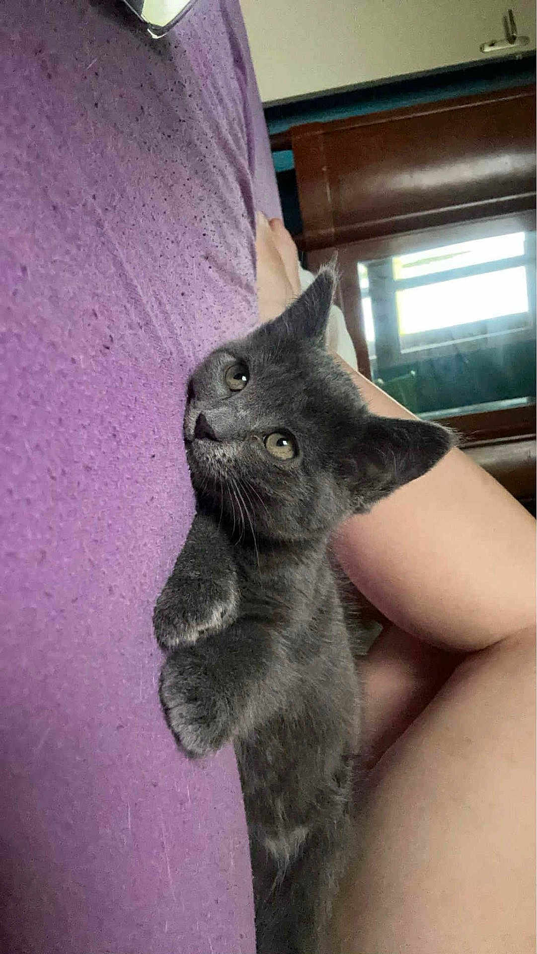 Mira