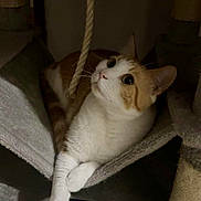 Moops a rejoint le concours — aidez-le/la à gagner de superbes lots ! cat, orange_and_white, cat_tree, rope, hammock, indoor, pet, feline, curious, relaxed, whiskers, ears, paws, fur, looking_up, animal, cozy, home, floor, tile
