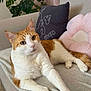 Moops a rejoint le concours — aidez-le/la à gagner de superbes lots ! cat, orange_and_white_cat, couch, blanket, pillow, plant, indoor, relaxed, pet, feline, cozy, home, decor, soft_toys, animal, fur, whiskers, ears, paws, living_room