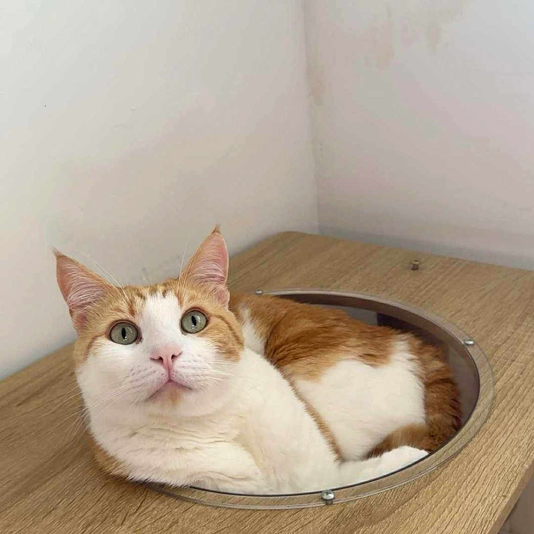 Moops participe au concours pour gagner de l'argent avec cette photo : animal, cat, circular_cutout, curious, cute, domestic_cat, ears, face, feline, furniture, green_eyes, indoor, looking_up, orange_cat, pet, relaxed, resting, whiskers, white_cat, wooden_table