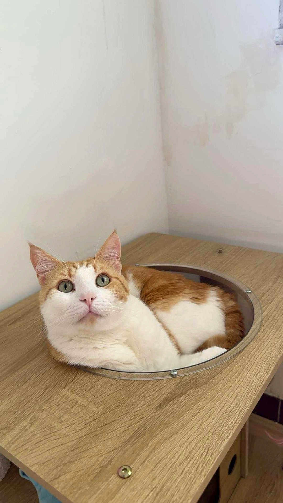 Moops participe au concours pour gagner de l'argent avec cette photo : cat, orange_cat, white_cat, pet, animal, indoor, wooden_table, curious, relaxed, feline, cute, domestic_cat, face, ears, whiskers, green_eyes, resting, looking_up, circular_cutout, furniture