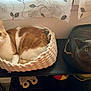 Moops participe au concours pour gagner de l'argent avec cette photo : cat, pet, animal, feline, bed, basket, shelf, indoors, curtains, window, cozy, resting, two_cats, orange_and_white_cat, gray_cat, looking_at_camera, domestic, cute, relaxed, home