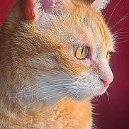 O'Malley a rejoint le concours — aidez-le/la à gagner de superbes lots ! alert, animal, calm, cat, close_up, cute, domestic_cat, feline, fur, ginger_cat, indoor, looking_away, pet, portrait, profile, red_background, side_view, soft_light, whiskers, yellow_eyes