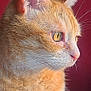 alert, animal, calm, cat, close_up, cute, domestic_cat, feline, fur, ginger_cat, indoor, looking_away, pet, portrait, profile, red_background, side_view, soft_light, whiskers, yellow_eyes