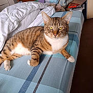 Charly Babbitt a rejoint le concours — aidez-le/la à gagner de superbes lots ! animal, bed, bedding, blanket, cat, comfort, domestic, feline, fur, household, indoor, paws, pet, relaxed, resting, sleeping_area, striped, tabby, whiskers, yellow_eyes