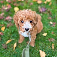 Forrest joined the competition — help win amazing prizes! puppy, dog, grass, leash, autumn, leaves, outdoor, cute, pet, animal, curly_hair, brown, white, young, sitting, looking_up, nature, closeup, adorable, background_blur