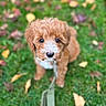 puppy, dog, grass, leash, autumn, leaves, outdoor, cute, pet, animal, curly_hair, brown, white, young, sitting, looking_up, nature, closeup, adorable, background_blur