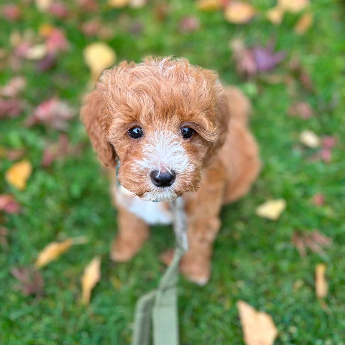 Forrest joined the competition — help win amazing prizes! puppy, dog, grass, leash, autumn, leaves, outdoor, cute, pet, animal, curly_hair, brown, white, young, sitting, looking_up, nature, closeup, adorable, background_blur