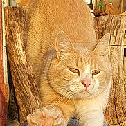 Simba a rejoint le concours — aidez-le/la à gagner de superbes lots ! cat, stretching, orange_cat, white_cat, claws, paw, wood, log, outdoor, sunlight, feline, animal, pet, close_up, nature, tree_bark, backyard, daylight, whiskers, ears