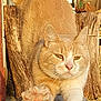 cat, stretching, orange_cat, white_cat, claws, paw, wood, log, outdoor, sunlight, feline, animal, pet, close_up, nature, tree_bark, backyard, daylight, whiskers, ears