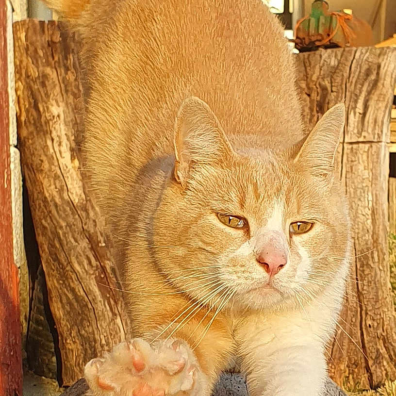 Simba a rejoint le concours — aidez-le/la à gagner de superbes lots ! animal, backyard, cat, claws, close_up, daylight, ears, feline, log, nature, orange_cat, outdoor, paw, pet, stretching, sunlight, tree_bark, whiskers, white_cat, wood