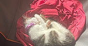 Ranger is registered to the contest to win money with this photo: cat, sleeping, pet_bed, red_cloth, curled_up, sunlight, indoor, cozy, fur, collar, resting, animal, domestic, quiet, soft_light, comfortable, relaxed, whiskers, paw, napping