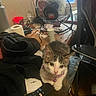 Ranger joined the competition — help win amazing prizes! kitten, cat, purple_collar, table, remote_control, black_hoodie, fan, window, indoor, wood_floor, clutter, electronics, cords, glass_surface, pet, curious, small, furniture, domestic, resting