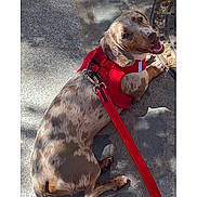 White a rejoint le concours — aidez-le/la à gagner de superbes lots ! animal, canine, cute, dachshund, dapple, dog, domestic, friendly, happy, leash, outdoor, pavement, pet, red_harness, resting, shadow, sidewalk, smiling, sunlight, walking