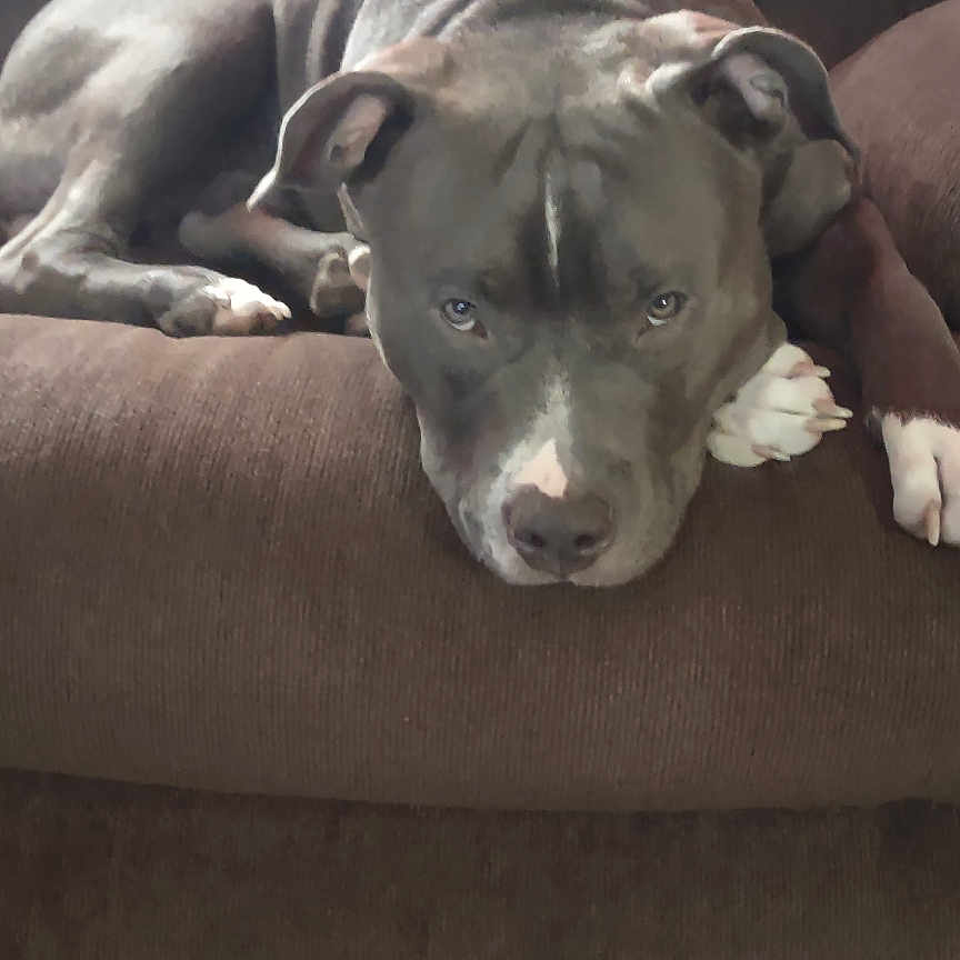 Blue joined the competition — help win amazing prizes! animal, bulldog, canine, chair, couch, cushion, dog, face, furniture, head, homedecor, hound, labradorretriever, person, pet, photography, pitbull, pointer, portrait, puppy