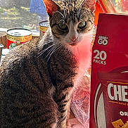 Mia joined the competition — help win amazing prizes! cat, tabby, white_paws, kitchen, cans, window, sunlight, countertop, food_box, cheez_it, indoor, pet, feline, curious, sitting, close_up, domestic, natural_light, household, still_life