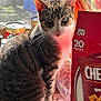 cat, tabby, white_paws, kitchen, cans, window, sunlight, countertop, food_box, cheez_it, indoor, pet, feline, curious, sitting, close_up, domestic, natural_light, household, still_life