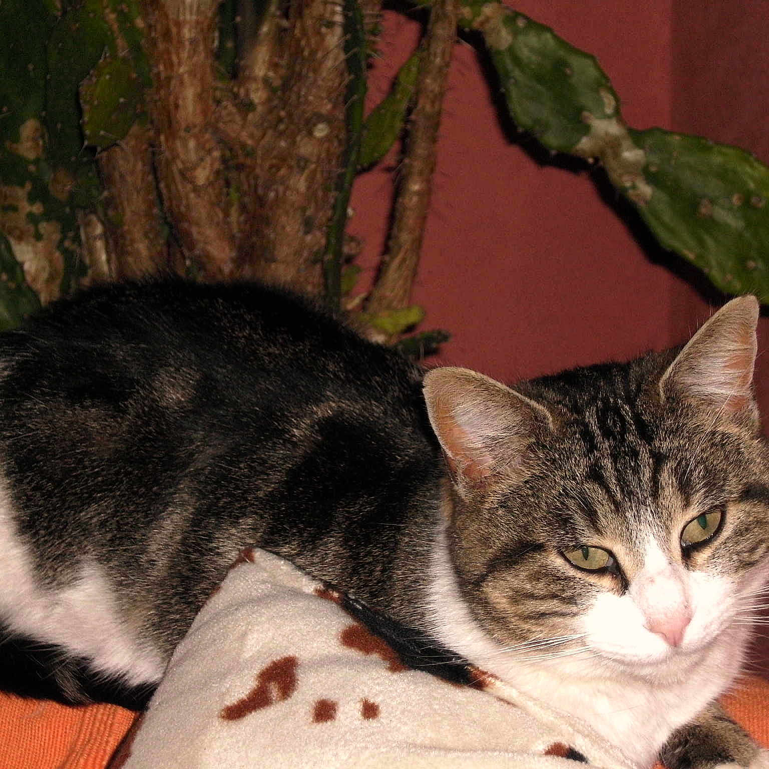 Minette a rejoint le concours — aidez-le/la à gagner de superbes lots !