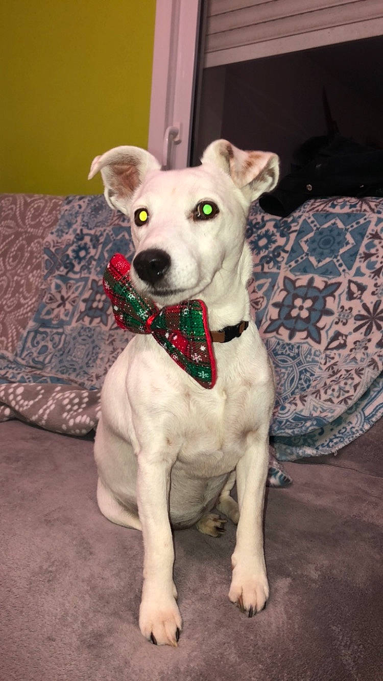 Isis participe au concours pour gagner de l'argent avec cette photo : canidae, carnivore, collar, comfort, companion_dog, couch, dog, dog_breed, dog_clothes, dog_collar, dog_supply, fawn, furniture, pattern, pet_supply, snout, sporting_group, toy_dog, whiskers, working_animal