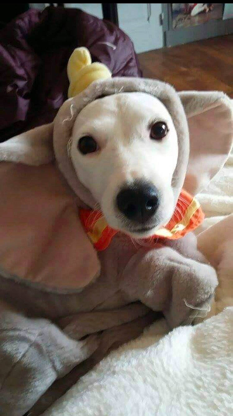 Isis a rejoint le concours — aidez-le/la à gagner de superbes lots ! ball, canidae, carnivore, collar, comfort, companion_dog, dog, dog_breed, dog_collar, dog_supply, dog_toy, fawn, fur, guard_dog, pet_supply, retriever, snout, sporting_group, whiskers, working_animal