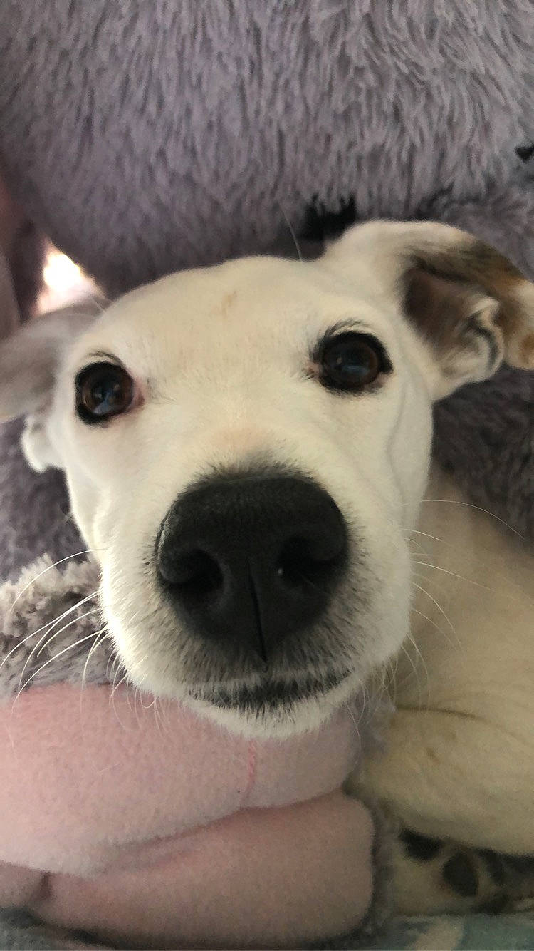 Isis a rejoint le concours — aidez-le/la à gagner de superbes lots ! canidae, carnivore, comfort, companion_dog, dog, dog_breed, ear, fawn, fur, happy, non_sporting_group, paw, puppy, selfie, snout, sporting_group, street_dog, terrestrial_animal, whiskers, working_animal