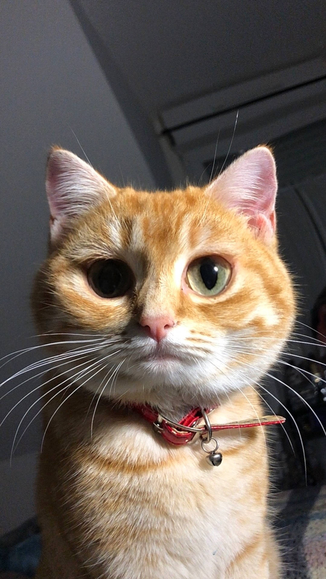 Misery participe au concours pour gagner de l'argent avec cette photo : carnivore, cat, close_up, collar, curious, domestic_short_haired_cat, ear, eye, eyelash, fawn, felidae, fur, hair, head, human_body, iris, pet_supply, small_to_medium_sized_cats, snout, whiskers