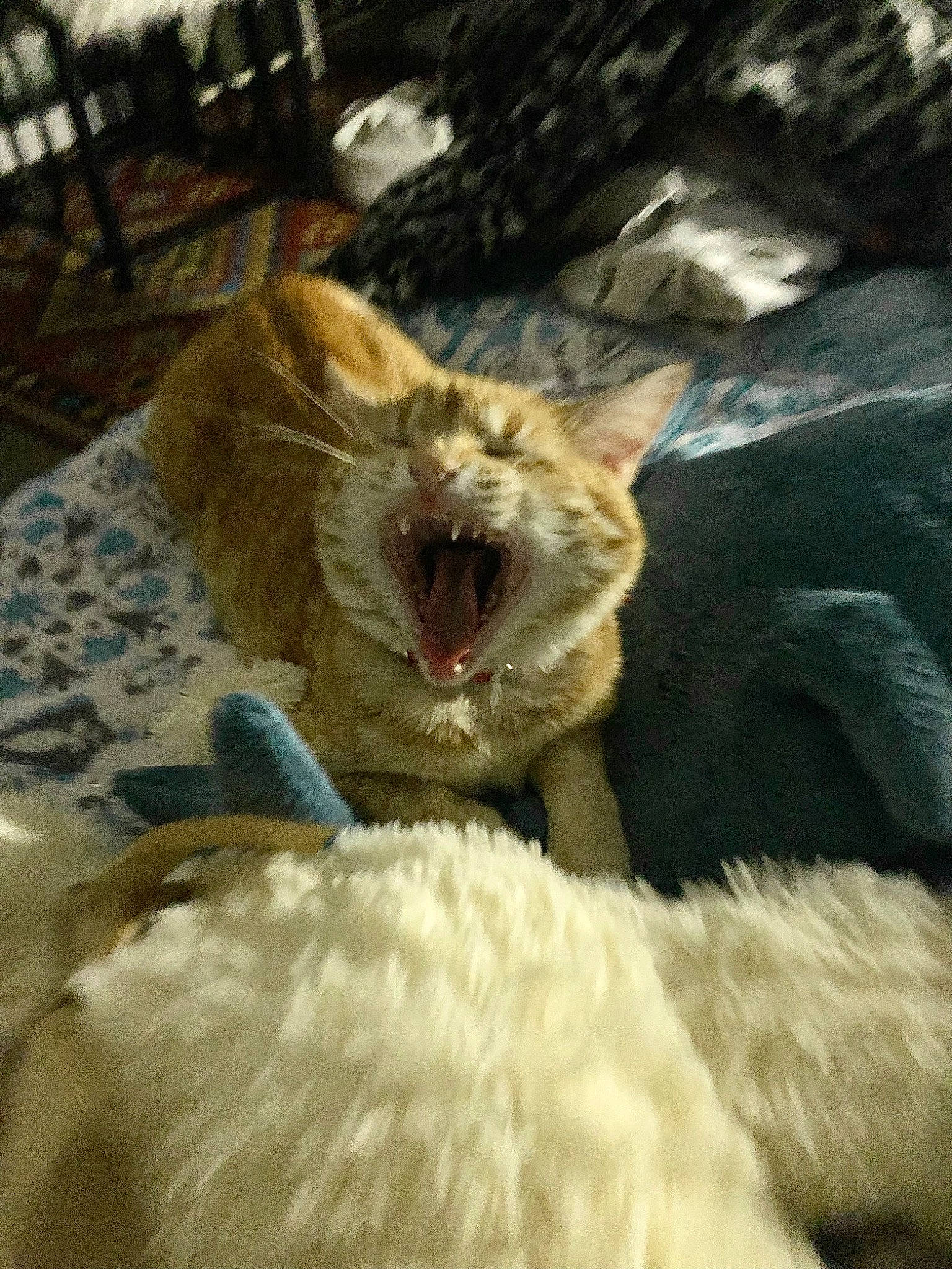 Misery a rejoint le concours — aidez-le/la à gagner de superbes lots ! big_cats, carnivore, cat, comfort, companion_dog, dog_breed, fang, fawn, felidae, fur, glasses, jaw, paw, roar, small_to_medium_sized_cats, snout, tail, terrestrial_animal, whiskers, yawn