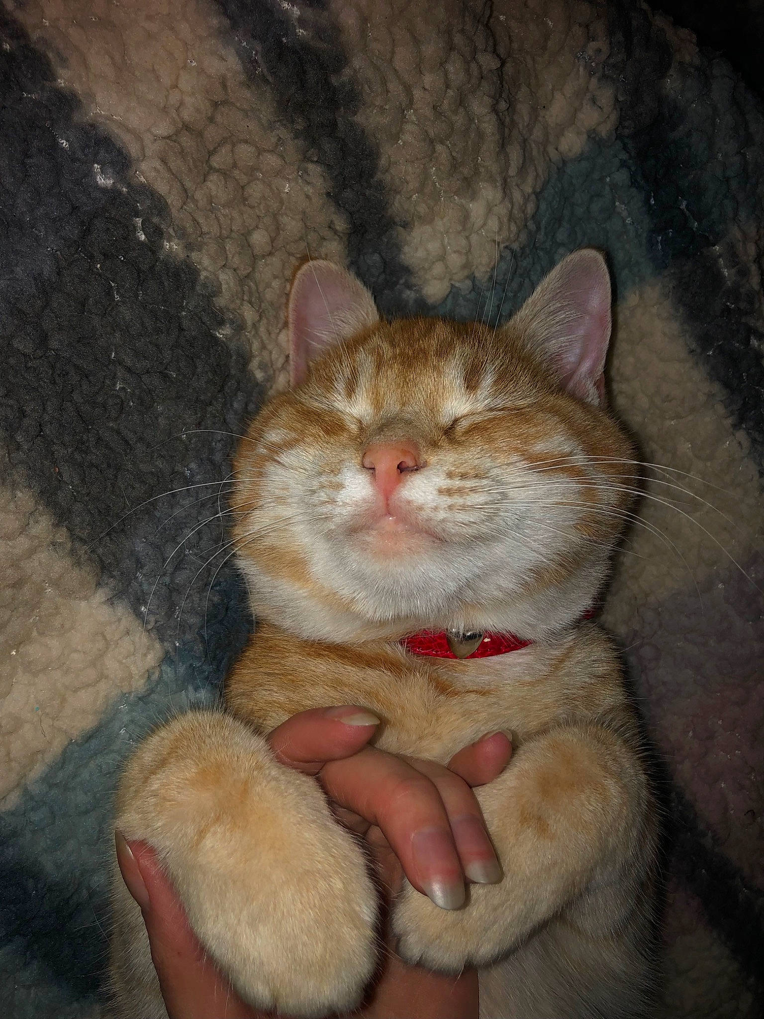 Misery participe au concours pour gagner de l'argent avec cette photo : art, carnivore, cat, domestic_short_haired_cat, ear, fawn, felidae, fur, painting, paw, small_to_medium_sized_cats, snout, tail, visual_arts, whiskers