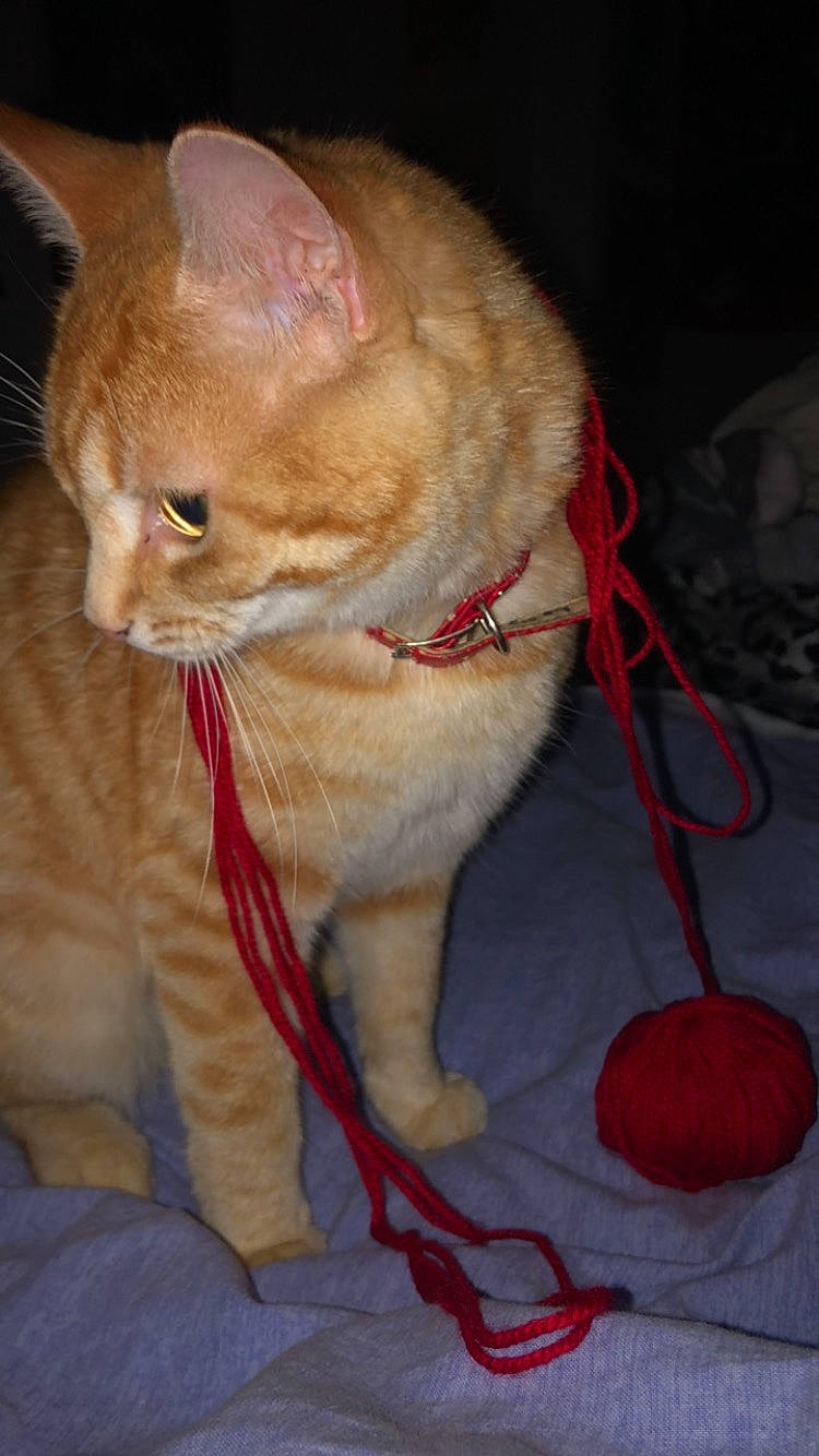 Misery participe au concours pour gagner de l'argent avec cette photo : carmine, carnivore, cat, claw, collar, domestic_short_haired_cat, event, fawn, felidae, foot, fur, holiday, human_leg, lap, paw, small_to_medium_sized_cats, snout, tail, textile, whiskers