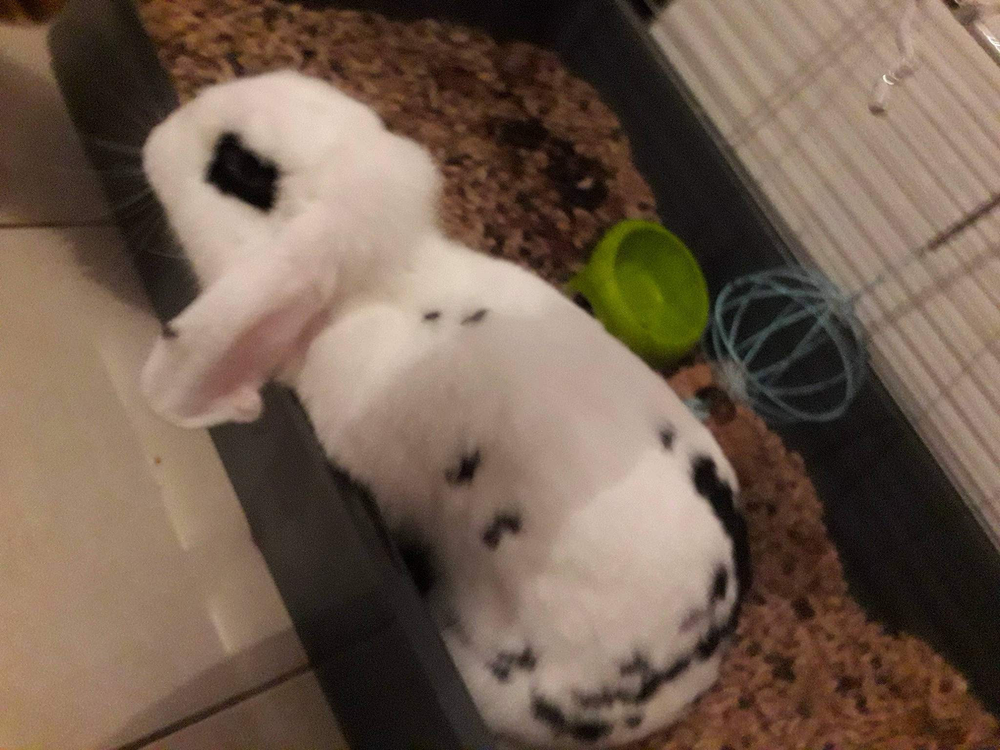 Zouzoupette a rejoint le concours — aidez-le/la à gagner de superbes lots ! canidae, comfort_food, domestic_rabbit, puppy, rabbit, rabbits_and_hares