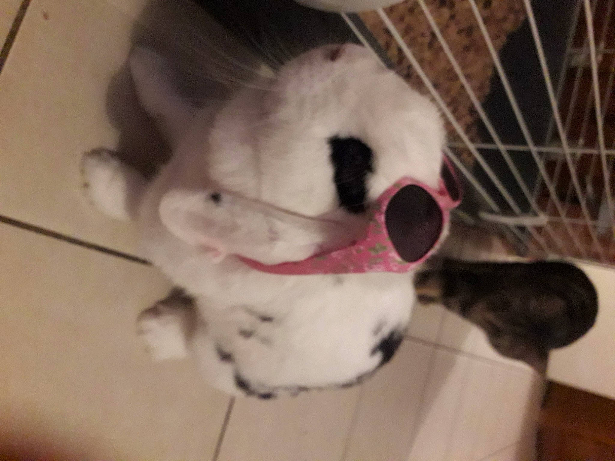 Zouzoupette a rejoint le concours — aidez-le/la à gagner de superbes lots ! american_bulldog, boston_terrier, canidae, carnivore, companion_dog, dog, dog_breed, ear, fawn, french_bulldog, head, non_sporting_group, nose, puppy, snout, stuffed_toy, tail, whiskers