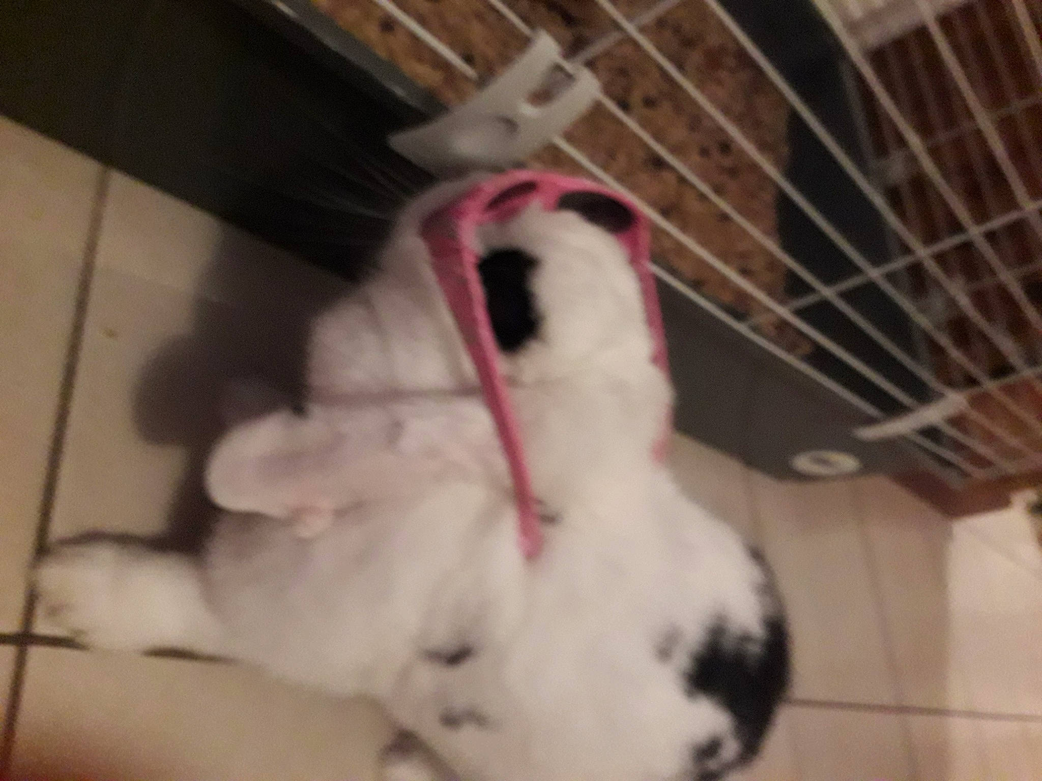 Zouzoupette a rejoint le concours — aidez-le/la à gagner de superbes lots ! canidae, dog_breed, domestic_rabbit, non_sporting_group, rabbit, rabbits_and_hares, tail