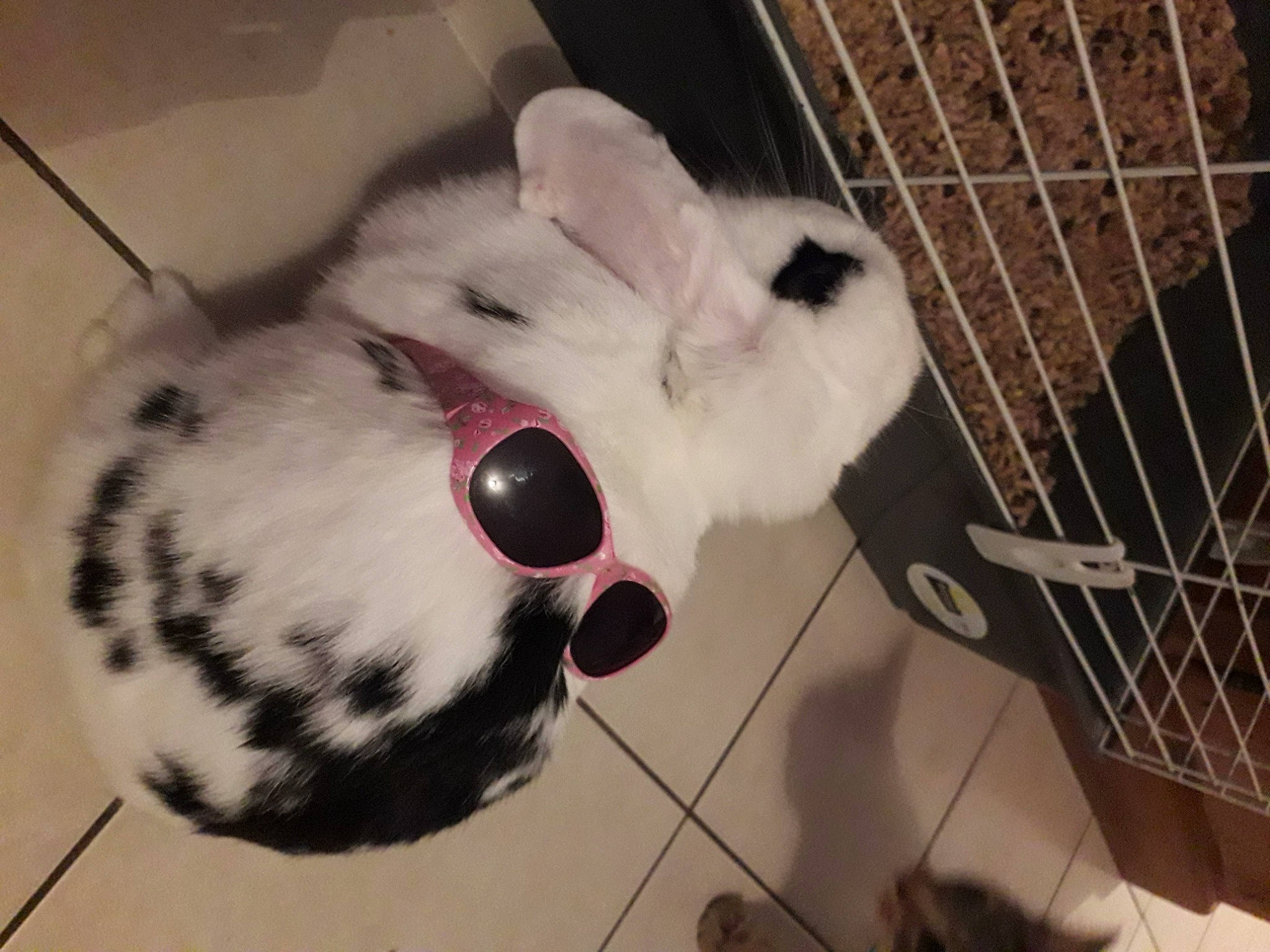Zouzoupette a rejoint le concours — aidez-le/la à gagner de superbes lots ! animal_shelter, canidae, carnivore, cat, domestic_rabbit, fur, head, non_sporting_group, nose, puppy, rabbit, rabbits_and_hares, snout, whiskers