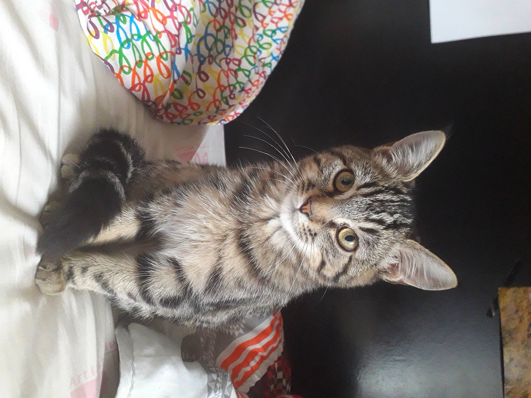 Cookie a rejoint le concours — aidez-le/la à gagner de superbes lots ! american_shorthair, asian, california_spangled, carnivore, cat, domestic_short_haired_cat, dragon_li, egyptian_mau, european_shorthair, felidae, kitten, mammal, ocicat, pixie_bob, small_to_medium_sized_cats, tabby_cat, tail, toyger, whiskers, wild_cat