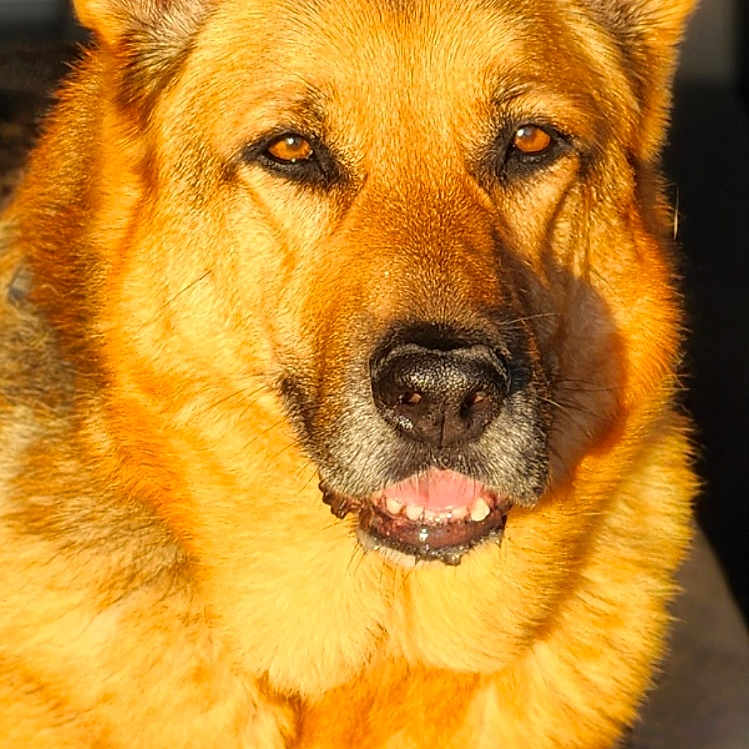 Daisy a rejoint le concours — aidez-le/la à gagner de superbes lots ! animal, canine, closeup, companion, dog, domestic_animal, ears, face, fur, german_shepherd, indoor, looking_at_camera, muzzle, paw, pet, portrait, relaxed, resting, sunlight, warm_colors
