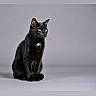 cat, black_cat, pet, animal, feline, sitting, studio, gray_background, domestic_cat, whiskers, fur, looking_away, alert, indoor, portrait, cute, small_white_patch, eyes, ears, paws