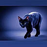 Moon participe au concours pour gagner de l'argent avec cette photo : cat, black_cat, animal, pet, feline, walking, green_eyes, studio_lighting, blue_background, shadow, stealth, alert, indoor, mammal, whiskers, fur, closeup, portrait, curious, focused