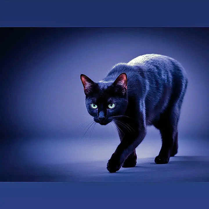 Moon participe au concours pour gagner de l'argent avec cette photo : cat, black_cat, animal, pet, feline, walking, green_eyes, studio_lighting, blue_background, shadow, stealth, alert, indoor, mammal, whiskers, fur, closeup, portrait, curious, focused