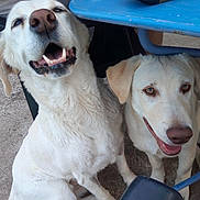 Fiesta Et Shelby a rejoint le concours — aidez-le/la à gagner de superbes lots ! accessories, animal, bodypart, canine, chair, dog, eskimodog, furniture, goldenretriever, hound, husky, labradorretriever, leash, mouth, person, pet, pointer, puppy, teeth, whitedog