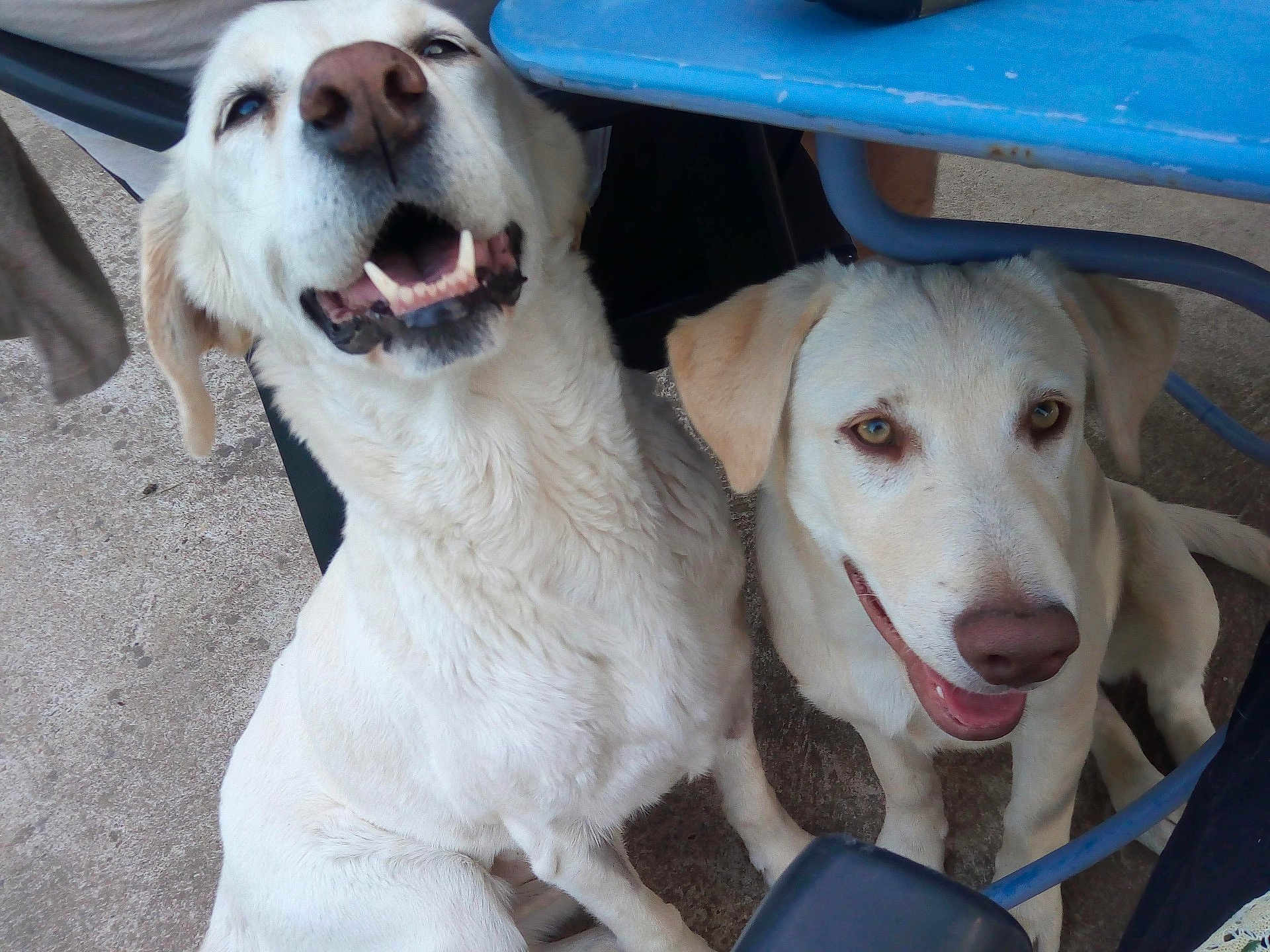 Fiesta Et Shelby a rejoint le concours — aidez-le/la à gagner de superbes lots ! accessories, animal, bodypart, canine, chair, dog, eskimodog, furniture, goldenretriever, hound, husky, labradorretriever, leash, mouth, person, pet, pointer, puppy, teeth, whitedog