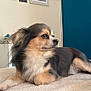 dog, pet, animal, indoor, resting, fur, cute, small_dog, long_hair, laying_down, blanket, cozy, side_view, calm, domestic_animal, companion, portrait, furniture, blue_wall, relaxed