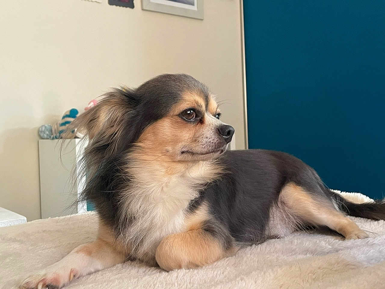 Poppy a rejoint le concours — aidez-le/la à gagner de superbes lots ! dog, pet, animal, indoor, resting, fur, cute, small_dog, long_hair, laying_down, blanket, cozy, side_view, calm, domestic_animal, companion, portrait, furniture, blue_wall, relaxed