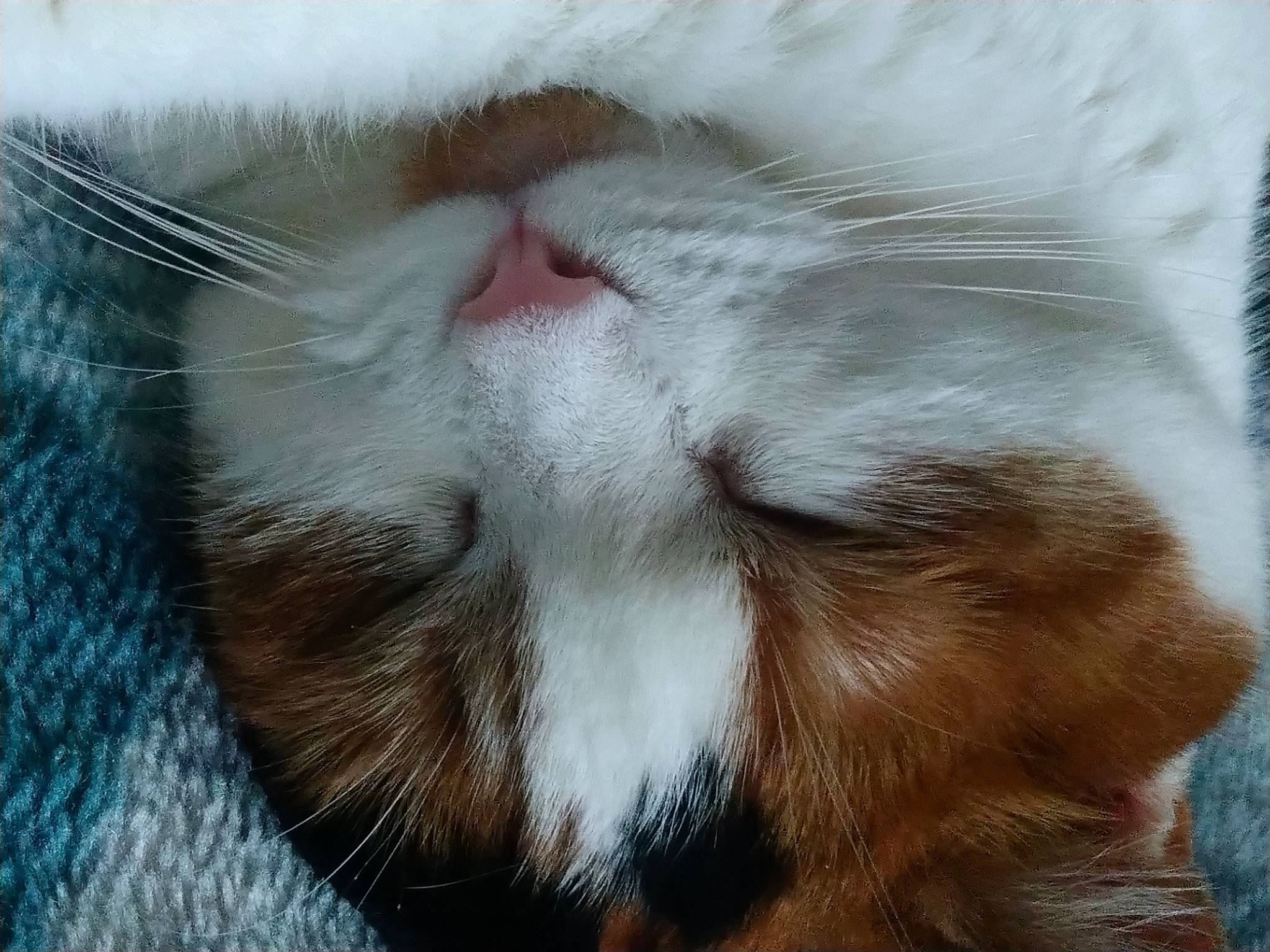 Willow joined the competition — help win amazing prizes! aegean_cat, carnivore, cat, claw, fawn, felidae, fur, nap, nose, ojos_azules, paw, polydactyl_cat, sleep, small_to_medium_sized_cats, snout, tail, whiskers